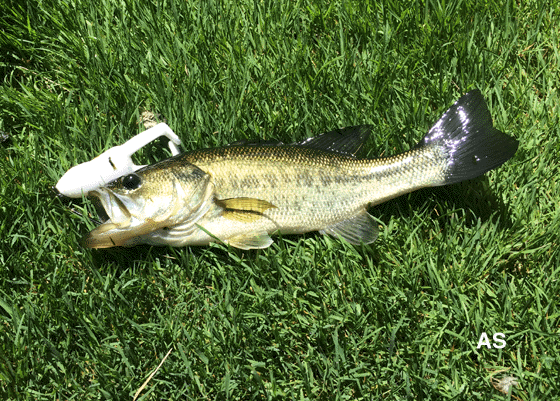 Sunfish Caught on a Rapala Minnow Lure