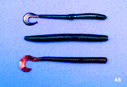 Rubber worms for largemouth bass fishing 