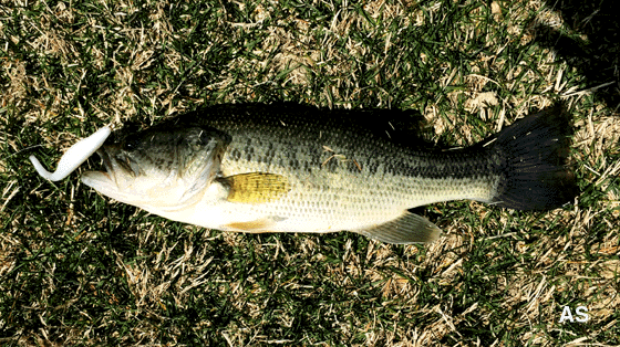 Largemouth Bass Caught on Zoom Super Fluke