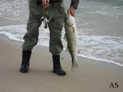 Striper Caught on Peanut Bunker