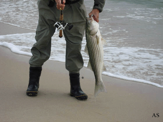 surf fishing striped bass new jersey