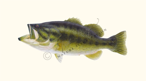 Largemouth Bass