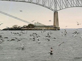 Birds-Stripers at Chesapeake Bay Bridge Tunnel