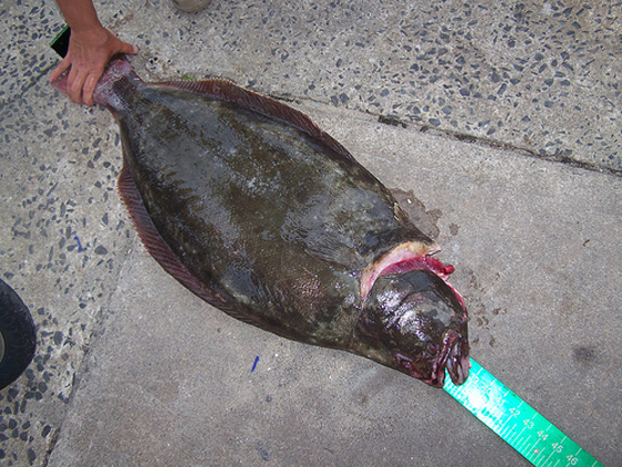 24.3 Pound Fluke