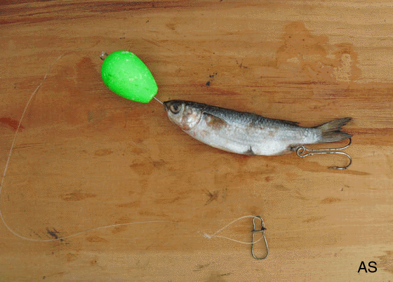 Mullet Baitfish and Rigging Mullet to Catch Bluefish