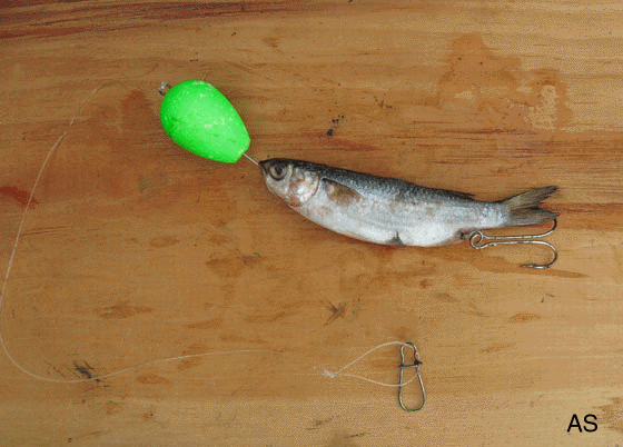 Mullet Rig 