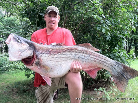 81 Pound Striper 