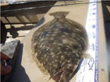 World Record Fluke