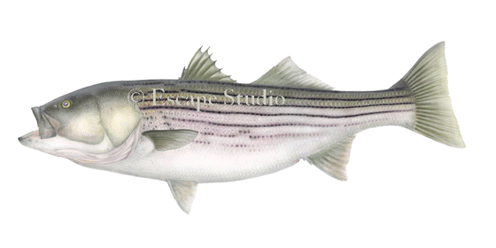 Striped Bass