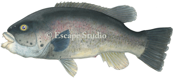 Tautog