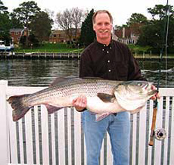 51 pound striper caught on a fly rod