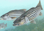 Rockfish