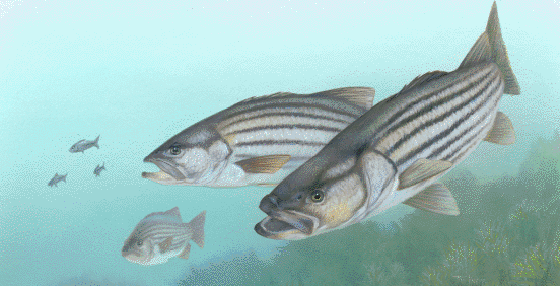 rockfish 