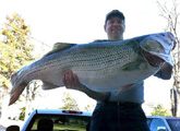 68 Lb. FW Striper