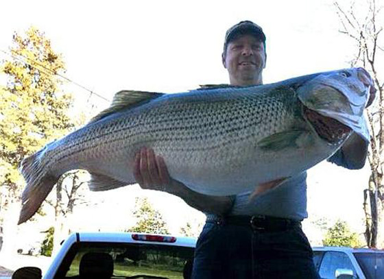 68 Pound FW Striper 