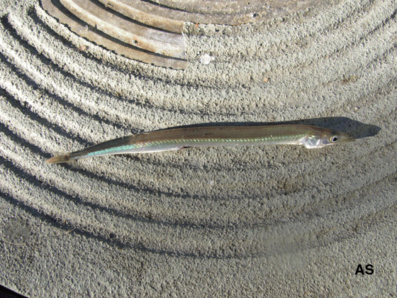 Sand Eel 