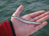 sand eel