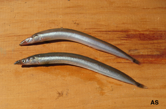 Sand Eels 