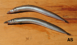Sand Eels