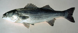 Striped Bass