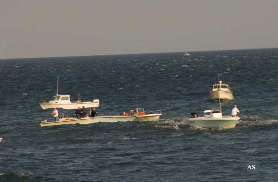 Surf Fishing for 
 striped Bass with Boats