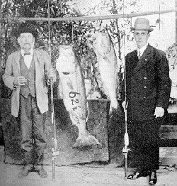 Early San Francisco Bay Striped Bass