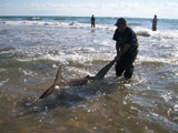 Shark