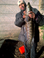 Snakehead