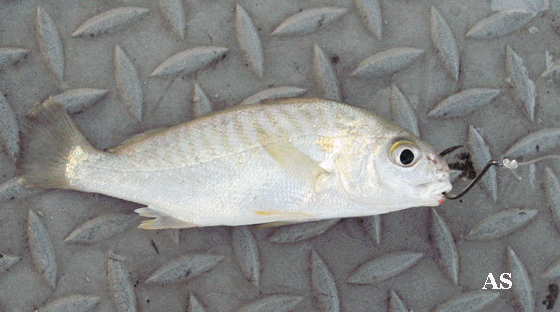 Spot - Baitfish For Striped Bass Fishing