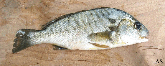 Spot - Baitfish For Striped Bass Fishing
