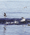 Striped Bass Feeding Frenzy