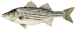 Striped Bass