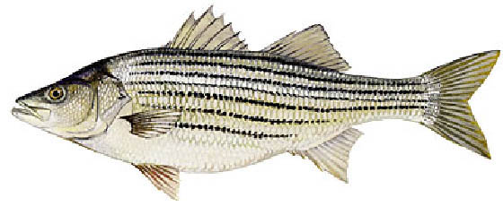 Striped Bass 