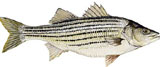 Striped Bass