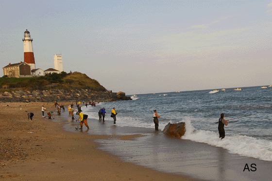 Surf Fishing at Montauk, NY 