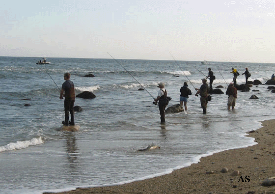 Fishing for Striped Bass at Montauk 