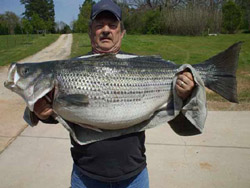 63 Pound Freshwater Striped Bass