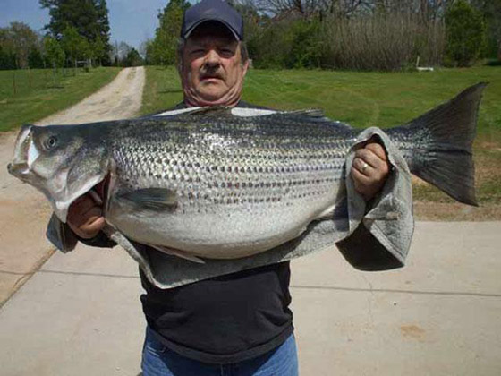 63 Pound Freshwater Striped Bass 