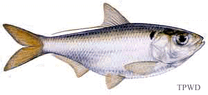 Threadfin Shad