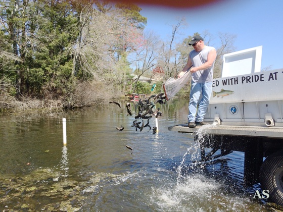 Trout Stocking NEW Jersey  