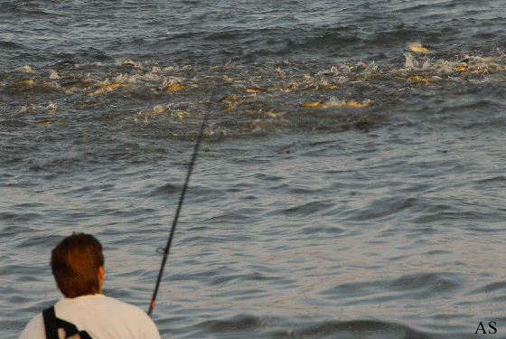 Striper Blitz at Montauk 
