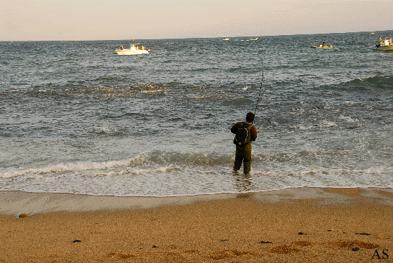 Blitz at Turtle Cove 