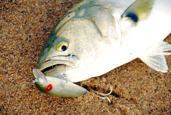 Bluefish Caught on a Rebel Windcheater Fishing Plug