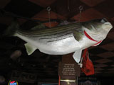 World Record Striper Mount