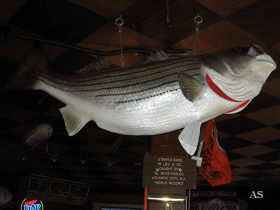 World Record Striper Mount 