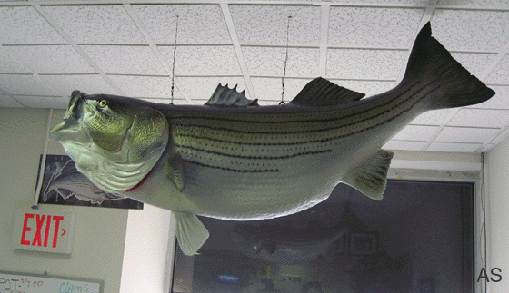 World Record Striper Mount 