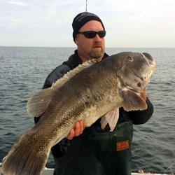 Pending World Record Tautog