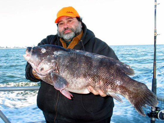Pending World Record Tautog  