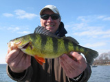 Yellow Perch