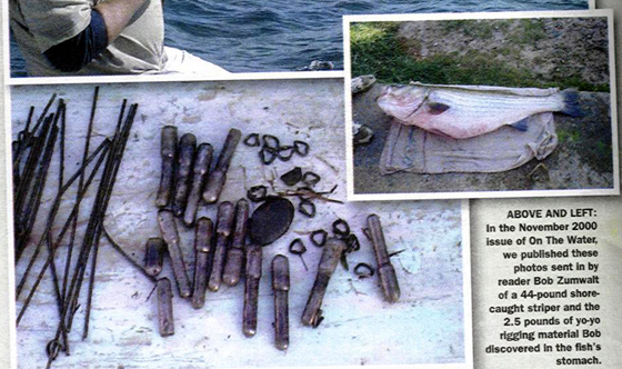Striper Stomach Contents 